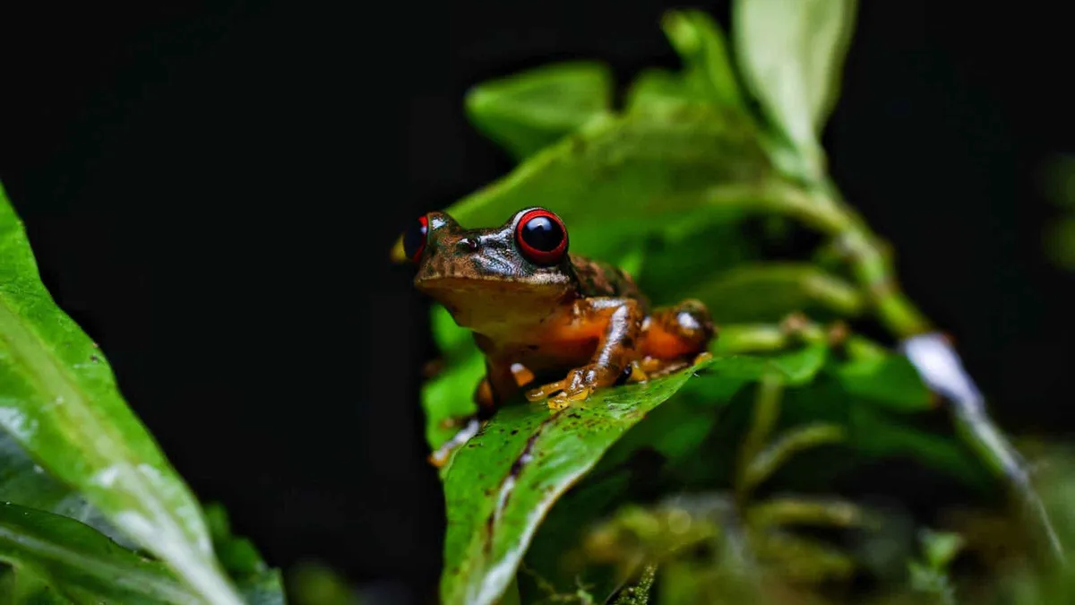 A guide with a flashlight spotting a sloth at night on a Monteverde cloud forest tour through the Kinkajou reserve