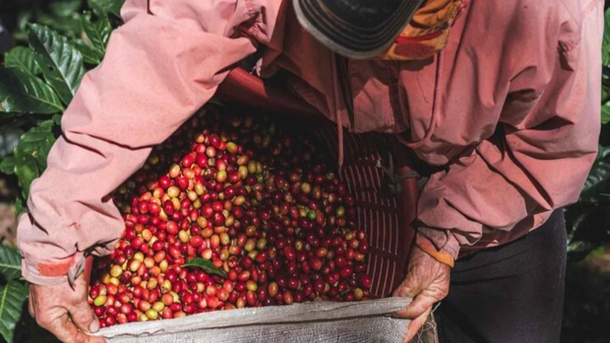 A farmer demonstrating coffee roasting before a night walk on a Monteverde cloud forest tour at Café Ancestros