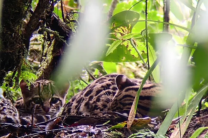 A naturalist guide pointing out wildlife with a spotting scope on a Monteverde cloud forest tour in the reserve's forest canopy