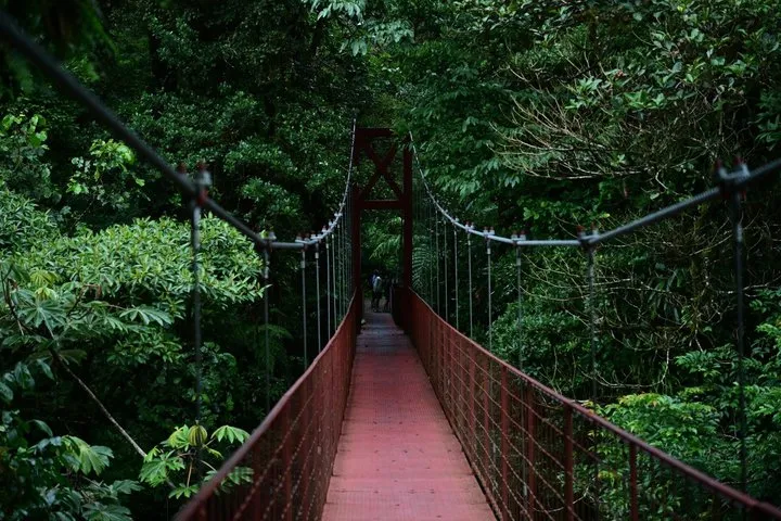 A certified guide using a spotting scope to find wildlife on a Monteverde cloud forest tour inside the reserve