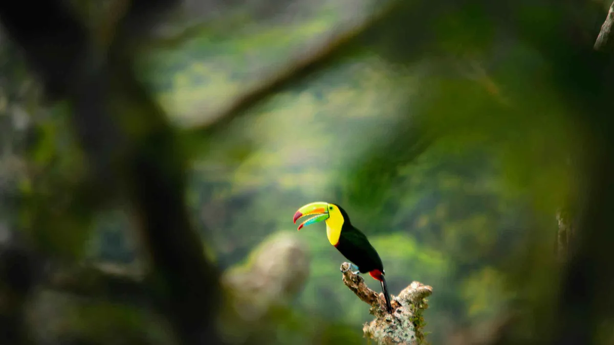 A guide spotting a hummingbird for travelers on a Monteverde cloud forest tour in the private Curi-Cancha Reserve