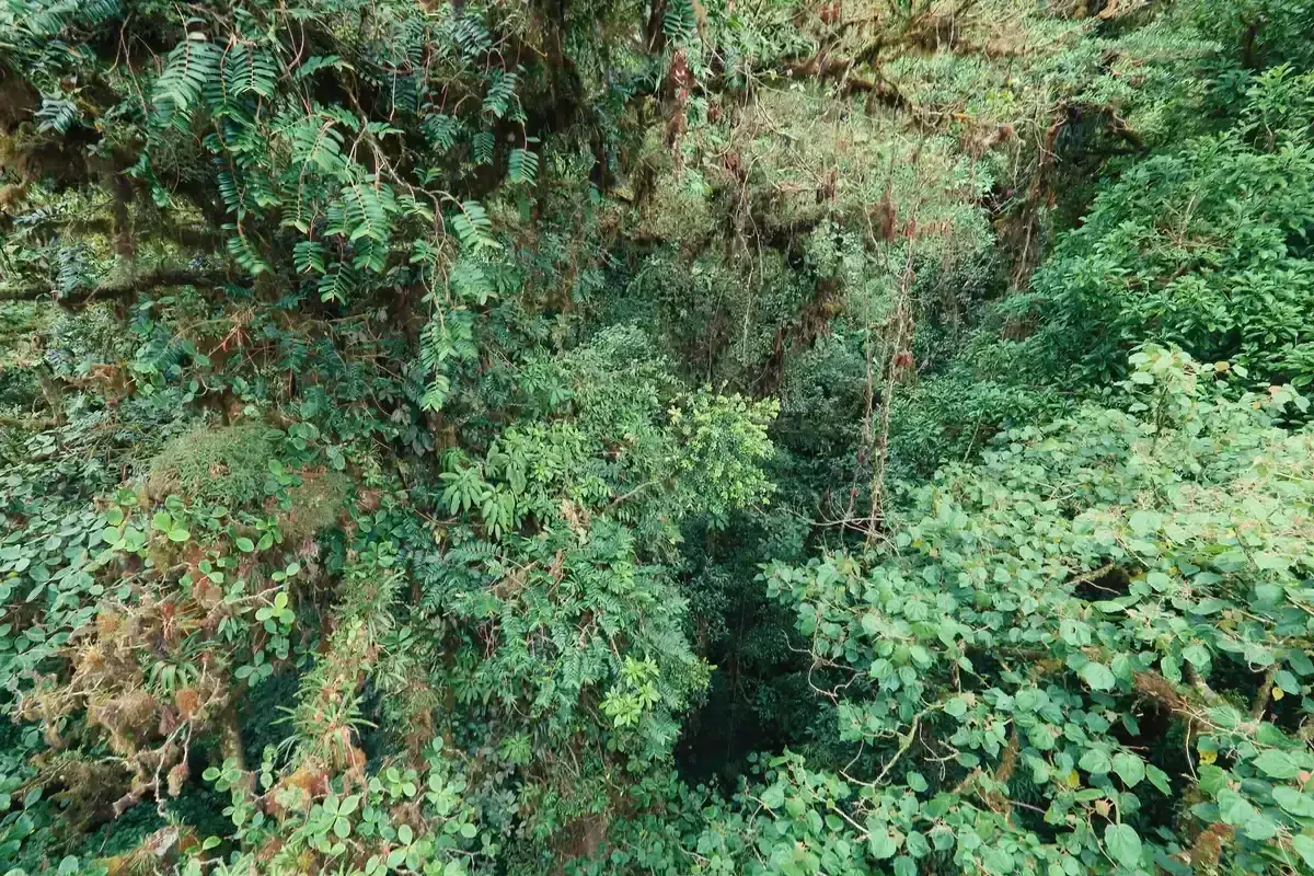 Moss-covered canopy seen from a suspension bridge on a Monteverde cloud forest tour