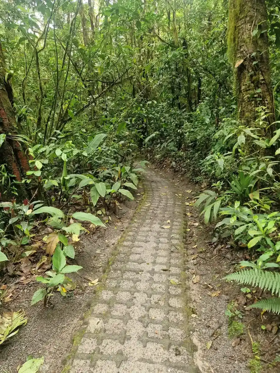 A paved trail through dense cloud forest inside the reserve on a Monteverde cloud forest tour