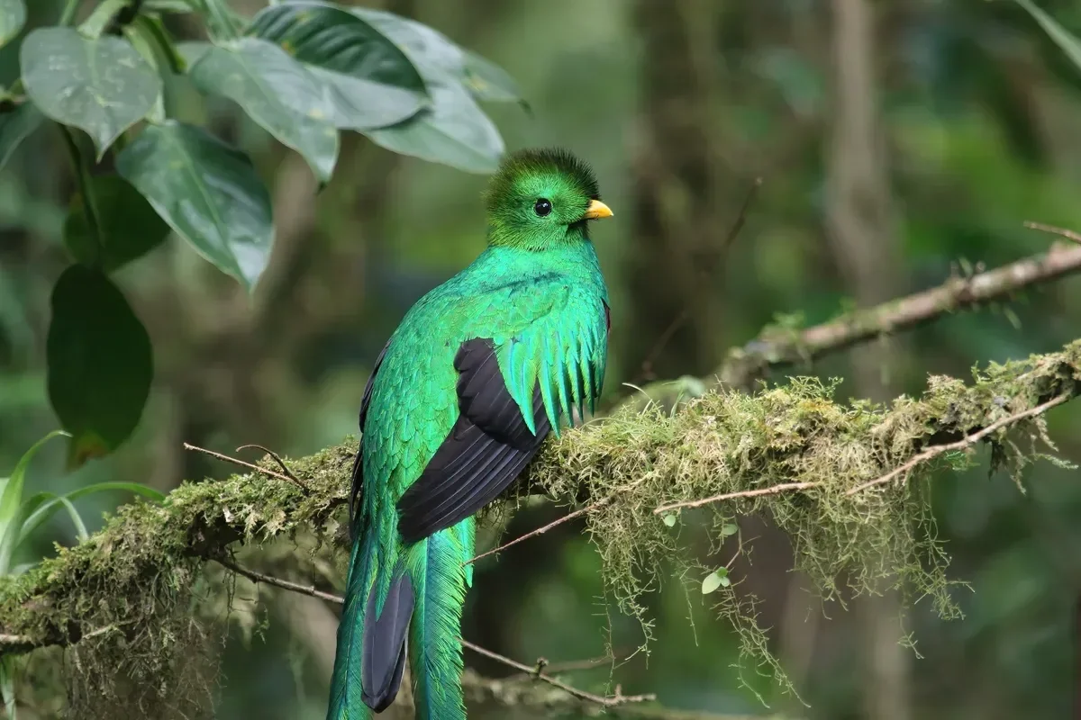 A resplendent quetzal on a mossy branch, the bird most people hope to see on a Monteverde cloud forest tour