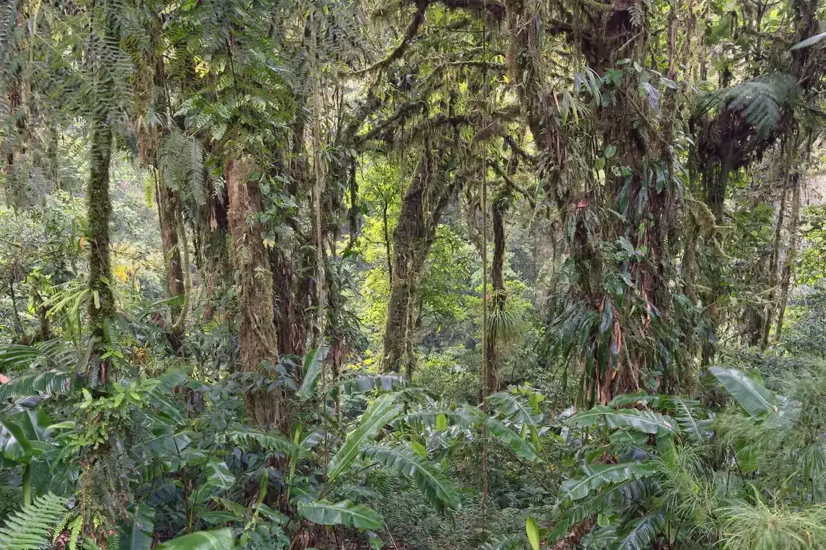 Epiphyte-draped trees in the Santa Elena reserve, one of the forests a Monteverde cloud forest tour can use