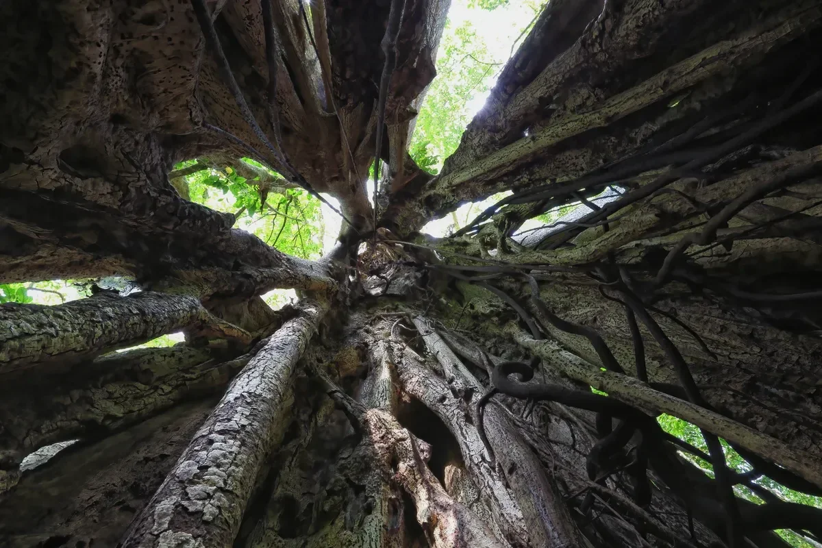 Looking up inside a hollow strangler fig on a Monteverde cloud forest tour